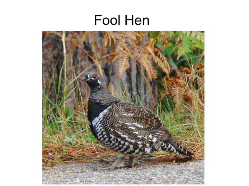 Fool Hen